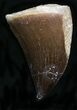 Mosasaur (Prognathodon) Tooth #22060-1